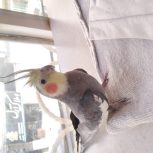 عروس هلندی سخنگو