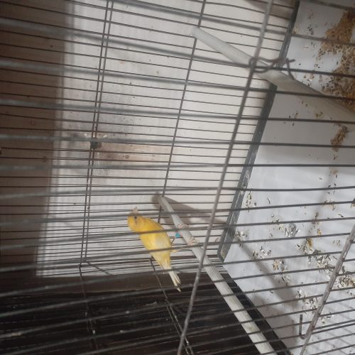 فروش عروس هلندی.مرغ عشق .قناری وفنچ