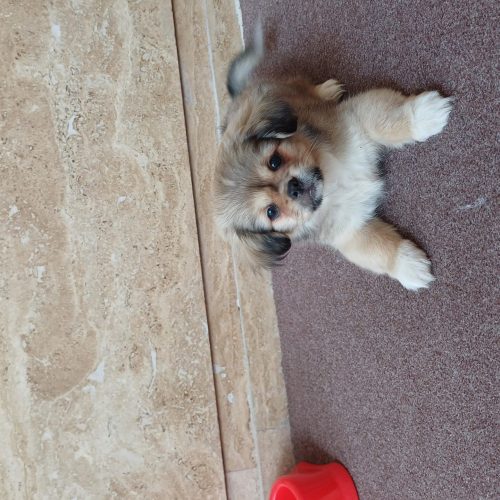 سگ پیکنیز تریر