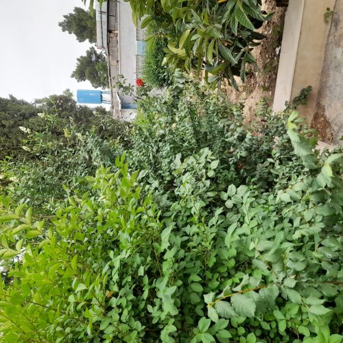 رهن و اجاره باغچه 600 متر با ساختمان