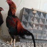 خروس لاری اصیل