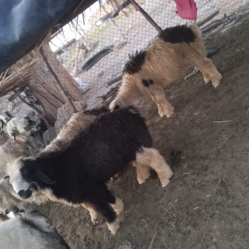 سه تا بره قربانی 6ماه به بالا چاق