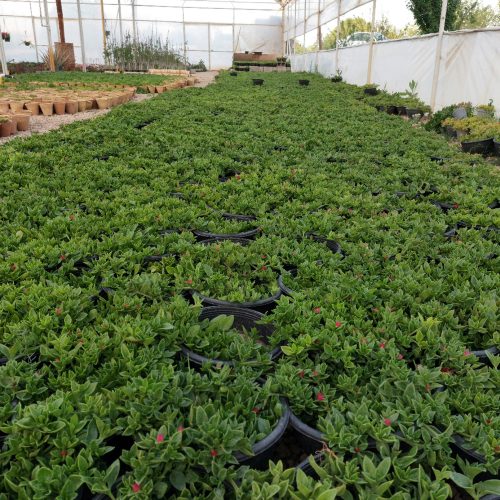 ناز یخی، اطلسی ایرانی