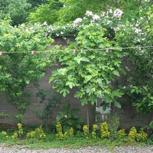 فروش خانه ویلایی دوبلکس همراه با باغ بزرگ
