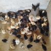 جوجه 🐔 محلی