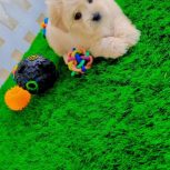 فروش سگ خانگی