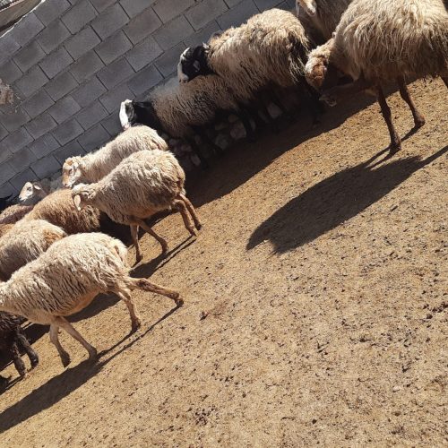 قوچ شال دقلوزافروشی