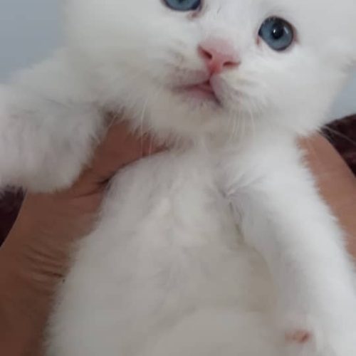 اسکاتیش فلد دو ماهه آماده تحویل خرسی دست پا کوتاه