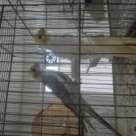 فروش عروس هلندی.مرغ عشق .قناری وفنچ