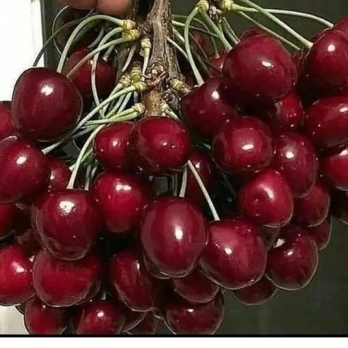 فروشنده میوه