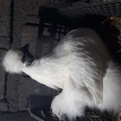 ابریشمی باکیفیت عالی.همه رنگ