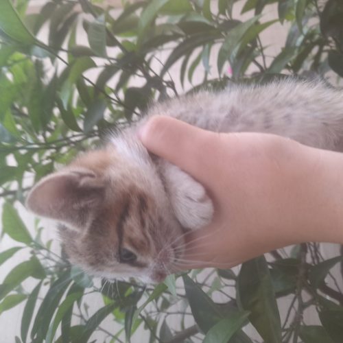 5 گربه ناز یک ماهه