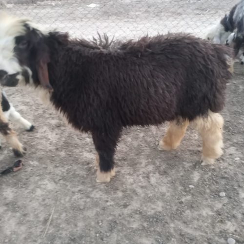 سه تا بره قربانی 6ماه به بالا چاق