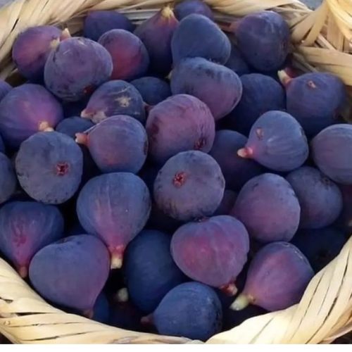 فروشنده میوه