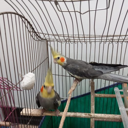 فروش عروس هلندی نر و ماده، یک ساله