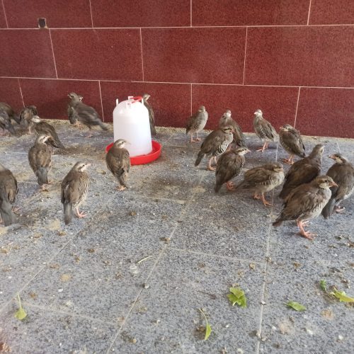 کبک سه و نیم ماه