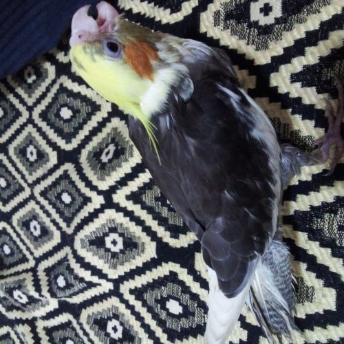 پرنده ؛عروس هلندی