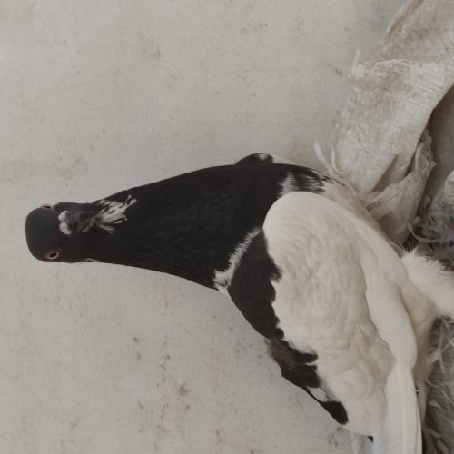 کفتر یهودی چشم سرخ