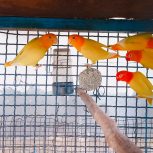 طوطی برزیلی مولد جم