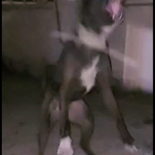 دوعددسگ قدرجونی وسرابی