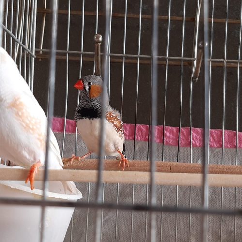 یک جفت فنچ نر و ماده سالم