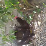 خروس مرندی پاپری اصل