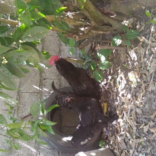 خروس مرندی پاپری اصل