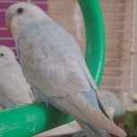 مرغ عشق دستی ماده