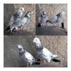 10 عدد کبوتر پرشی و زوردار