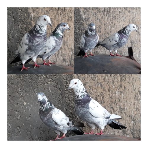 10 عدد کبوتر پرشی و زوردار