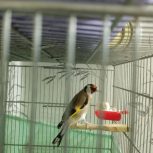 سیره جفتی جوجه قفس مست مست