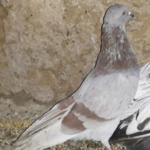 10 عدد کبوتر پرشی و زوردار