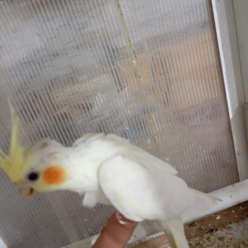 جوجه عروس هلندی