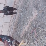 مرغ خروس لاری