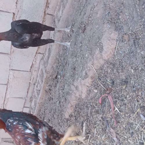 مرغ خروس لاری