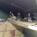 تعدادی کبوتر