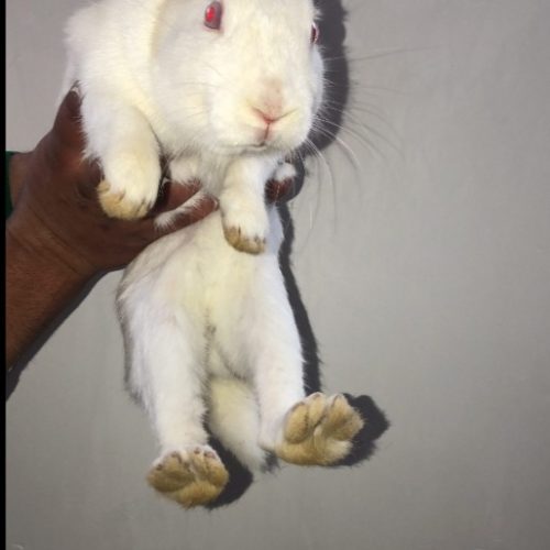 تمام سفید چشم شرابی