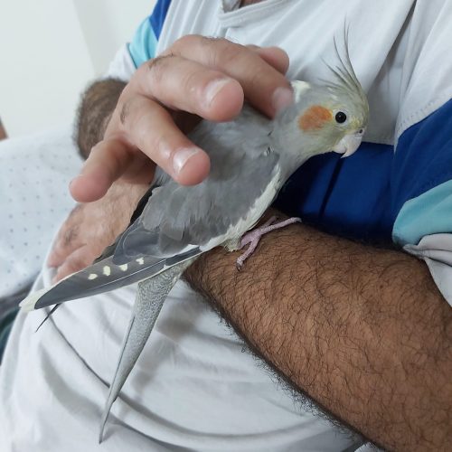 عروس هلندی+ قفس چرخدار و غذا تجهیزات کامل