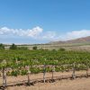 باغ انگور و انواع واقصام میوه جات