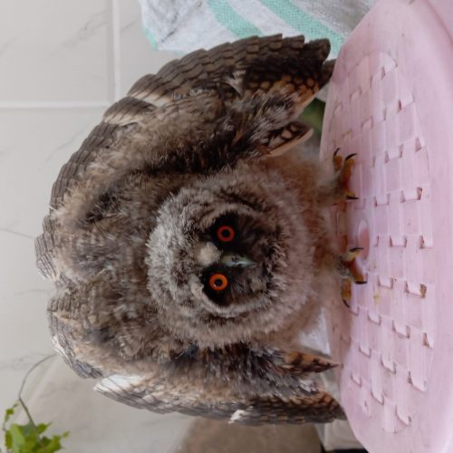 🦉 جوجه جغد