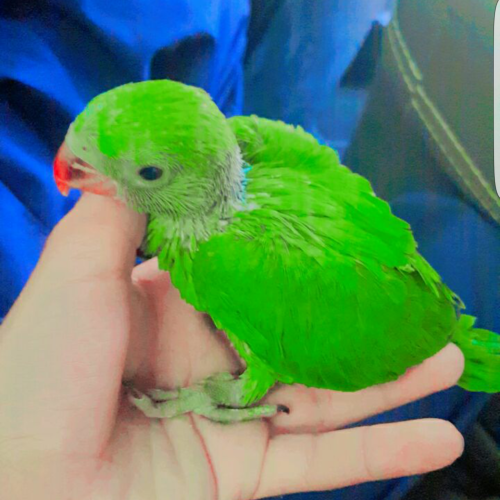 جوجه طوطی ملنگو سرلاکی