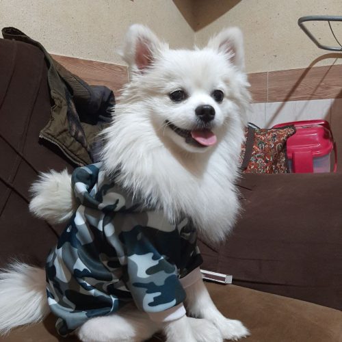 سگ پامر سفید