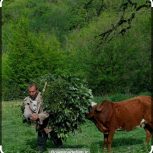 نیرو جهت نگهداری گاو