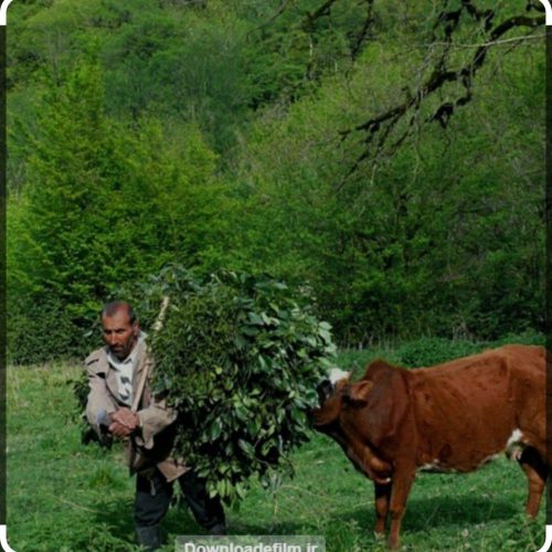 نیرو جهت نگهداری گاو