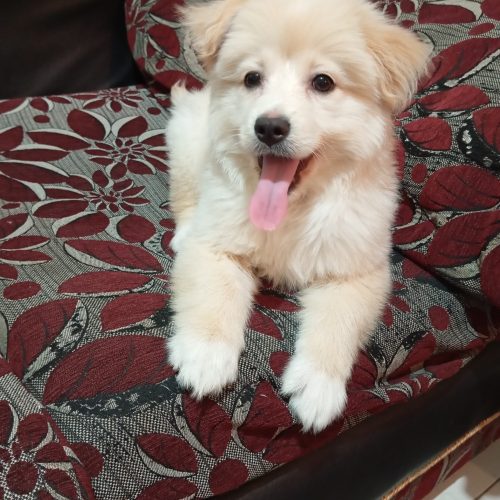 واگذاری به دلیل جابجایی