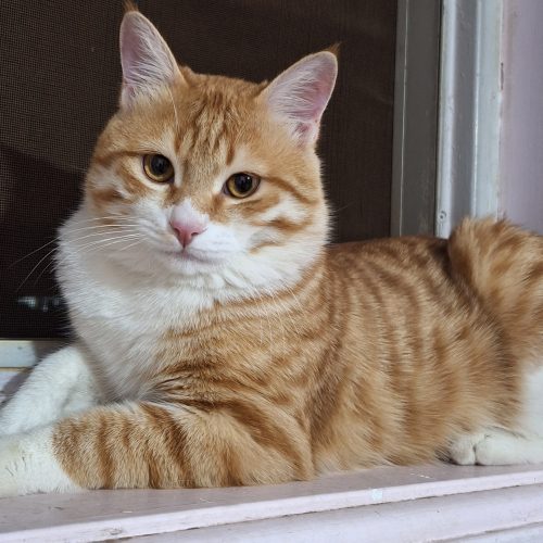 واگذاری گربه dsh