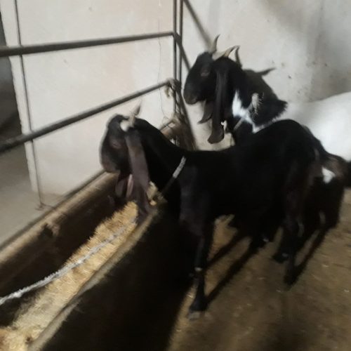 بز پاکستانی نژاد اصل