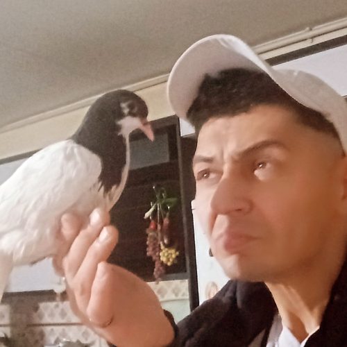 کفترعتیقه چادری یکت