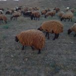 میش‌ژن‌دار‌هترو