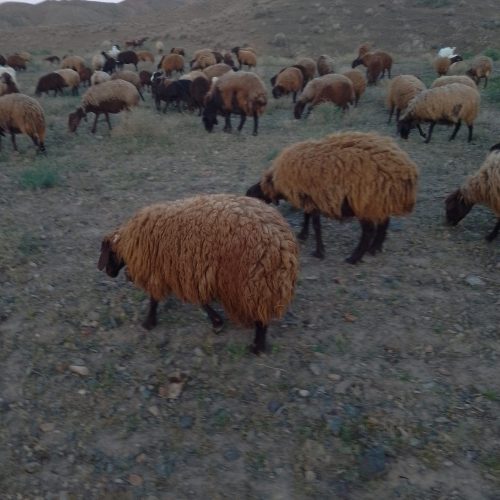 میش‌ژن‌دار‌هترو